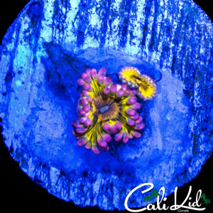 CHIQUITA TYPE ZOA DOUBLE