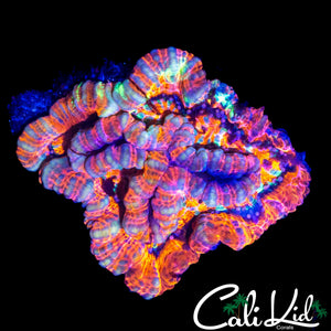 RAINBOW WILSONI