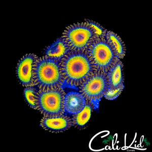 RASTA ZOA COLONY
