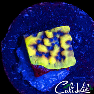 CK PEYOTE DREAMS MONTI