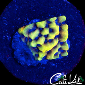 CK PEYOTE DREAMS MONTI