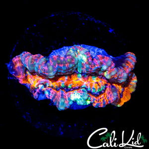 RAINBOW WILSONI