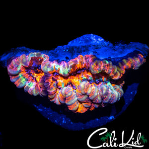 RAINBOW WILSONI