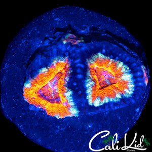 WHITE LIGHTNING ACAN DOUBLE