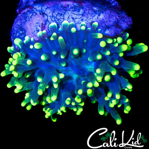 CK BRASS MONKEY BOUNCE MUSHROOM