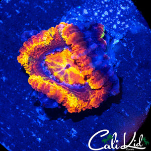 CK ABERRAMA GOLD ACAN DOUBLE
