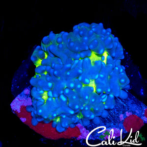 MYSTERY BUBBLE MUSHROOM