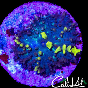 MAGIC CARPET TYPE BOUNCE MUSHROOM