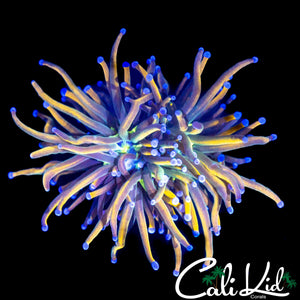 MEDUSA TORCH