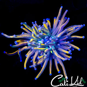 MEDUSA TORCH