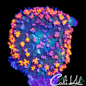 RAINBOW ST THOMAS SHROOM