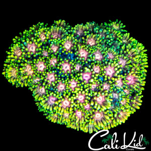 INSANE RAINBOW GONI COLONY