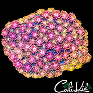 FRUITY PEBBLES GONI COLONY