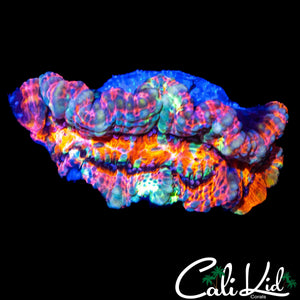 RAINBOW WILSONI