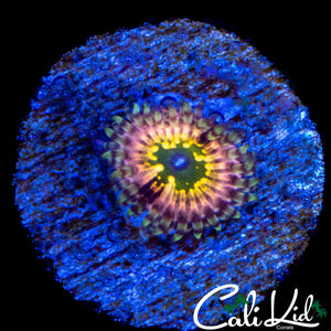 CK MONSTERS INC ZOA