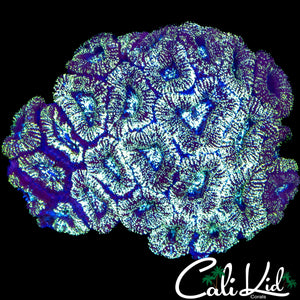 RARE PATTERN ACAN COLONY