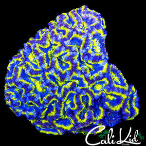 ULTRA MAZE ACAN COLONY