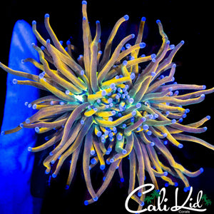 AQUACULTURED MEDUSA TORCH DOUBLE
