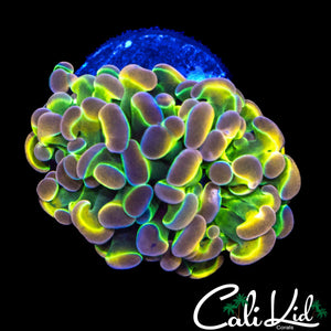 OG HOLOGRAM HAMMER