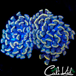 BI COLOR BRANCHING HAMMER DOUBLE