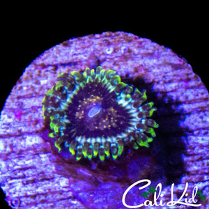 CK HELLRAZOR ZOA