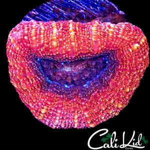 CANDY APPLE BOWERBANKI