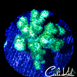 MYSTERY CORAL