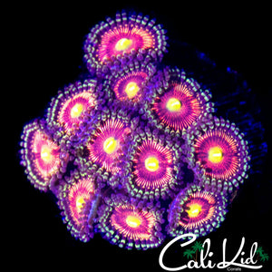 SUPER BRIGHT ASSORTED ZOA COLONY