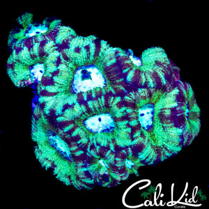 RARE PATTERN ASIAN ACAN COLONY