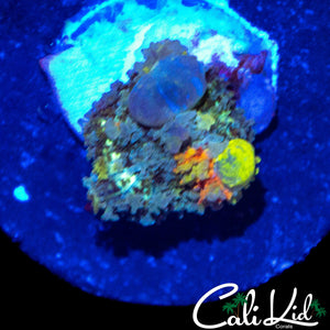 CK CIRCUS BOUNCE MUSHROOM