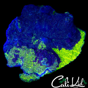 XXL KRYPTONITE MUSHROOM