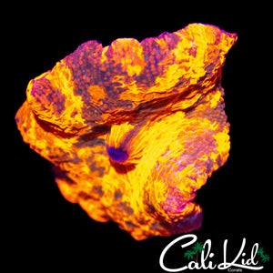LARGE CANDY CRUSH MUSHROOM