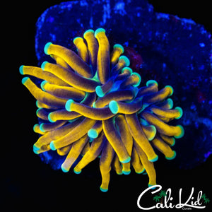 AQUACULTURED TEAL TIP TORCH