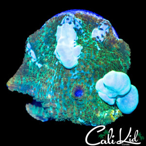 CK WHITE GHOST BOUNCE MUSHROOM