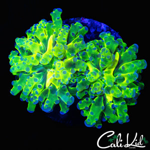 OG PURPLE / GREEN FROGSPAWN