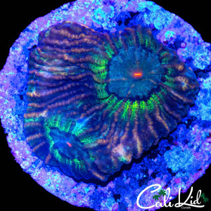 ZOMBIE EYE CHALICE CHUNK