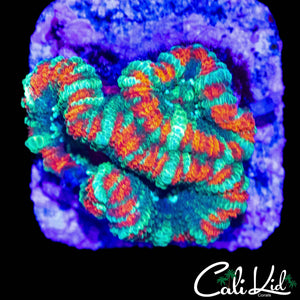 ASIAN ACAN DOUBLE