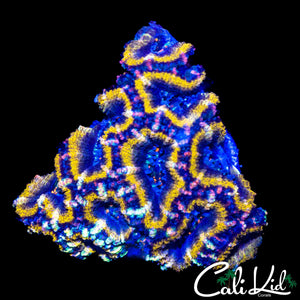 GOLDEN RING ACAN CHUNK