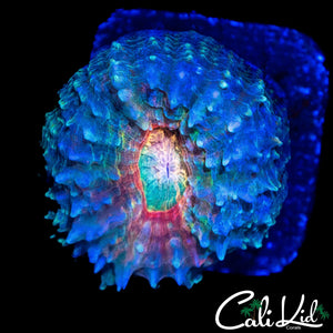RAINBOW EYE LOBO