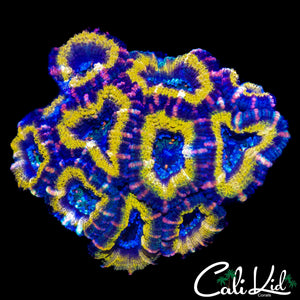 GOLDEN RING ACAN COLONY