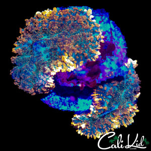MYSTERY RHODACTIS DOUBLE