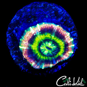 RARE RAINOW ASIAN ACAN