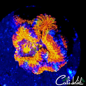 INTENSE RAINBOW ACAN QUAD