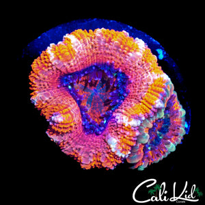 ULTRA RAINBOW ACAN DOUBLE