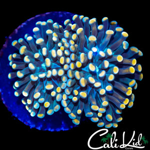 HONEY TIP MICRO TORCH DOUBLE