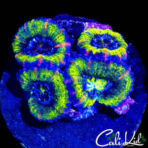 HYPER PINK STRIPE ACAN QUAD