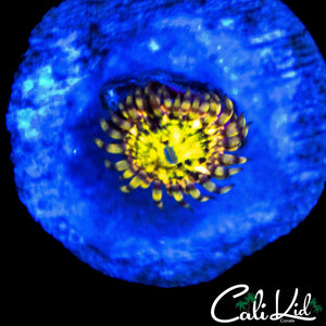 CK PINEAPPLE EXPRESS ZOA (NEW RELEASE)