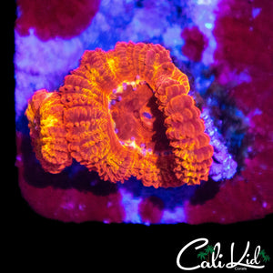 CK FLAMETHROWER ACAN DOUBLE