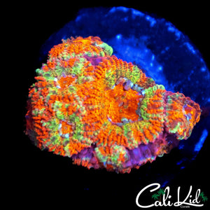 FRUIT STRIPE MICROMUSSA