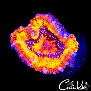 INSANELY BRIGHT ACAN LORD